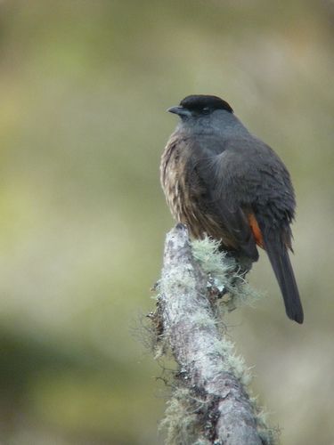 Bay-vented Cotinga Unchog, Huanuco, Perú Photo; Gunnar Engblom